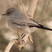 Blackstart